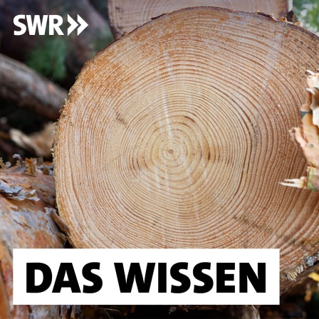 Forschende haben eine neue Methode der Baumring-Analyse entwickelt, die die Klimaerwärmung bestätigen.