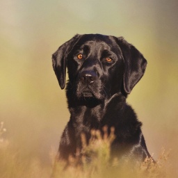 Ein schwarzer Hund mit orangefarbenen Augen sitzt auf einer Wiese in bräunlichen Farben und schaut in die Kamera.