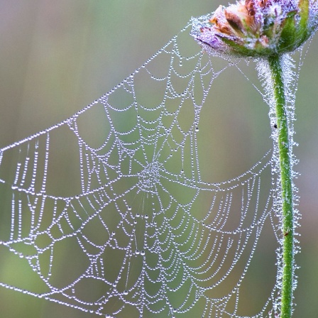 Spinnennetz zwischen zwei Blüten