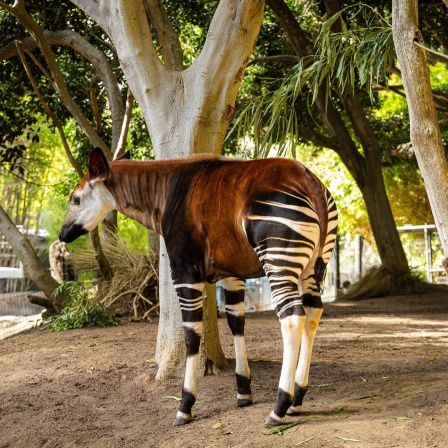 Okapi