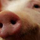 Detail: Schweinenase
