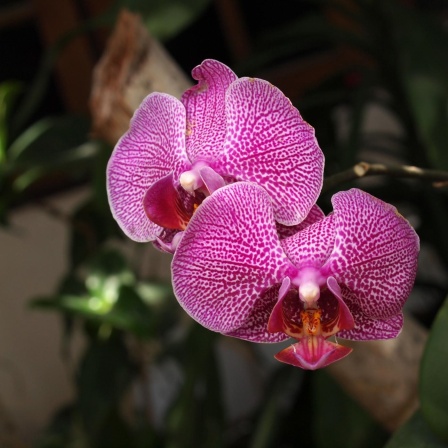 Orchideen - Spektakel der Farben und Formen