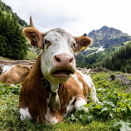 Sennerin für einen Sommer, Wiener Alpen, Alpen-Hype - Reisegeschichten über die Faszination Almsommer