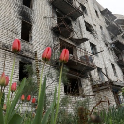 Ein zerstörtes Haus mit Tulpen davor.