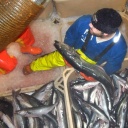 Im Kühlraum eines Fischtrawlers wird der Fisch an Land transportiert.