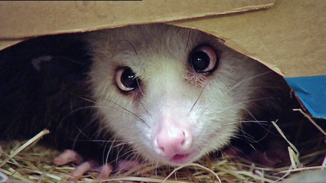 Opossum Heidi guckt aus einer Kiste.