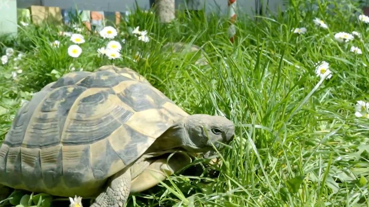 Schildkröten-Caro