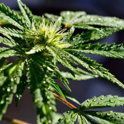 Tautropfen auf einer Cannabispflanze