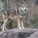 Ein Wolf steht in seinem Gehege im Tierpark. (Bild: picture alliance/ dpa)
