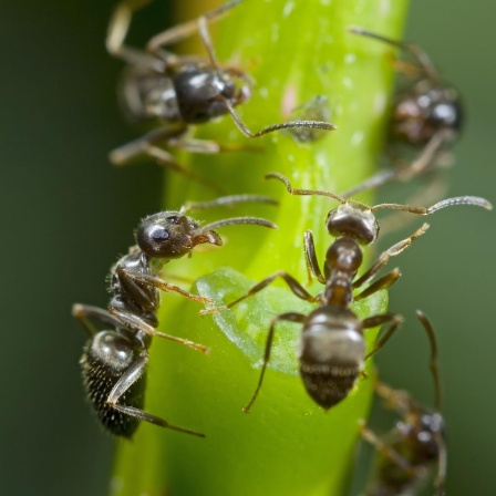 Ameisen - Staatenbildende Insekten der Superlative