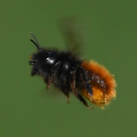 Artenvielfalt im Bienenstock - Europas erste Genbank für Honigbienen
