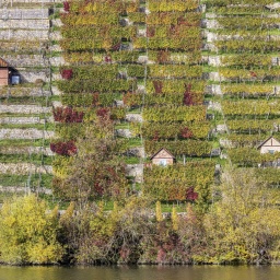 Steile Weinberge mit Weinberghäuschen im Herbst