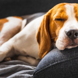 Ein Beagle liegt auf einem Sofa und schläft.