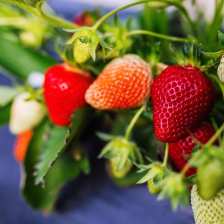 Reife und unreife Erdbeeren hängen an einer Erdbeerpflanze.