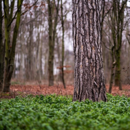 Bäume im Bois de Boulogne westlich von Paris / Frankreich