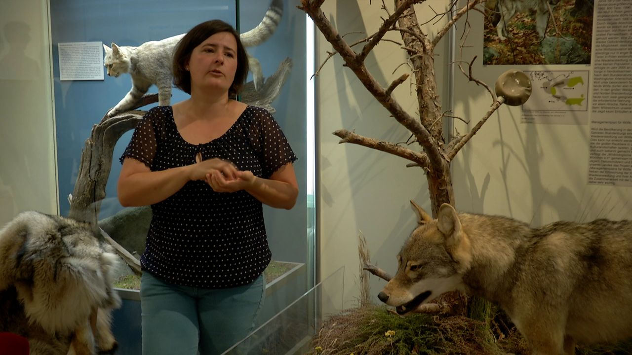 Kinder stellen Fragen: Der Wolf - Killer, Kuscheltier, Wildtier