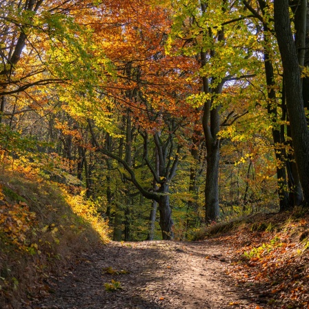 Herbstlich gefärbte Bäume, zumeist Buchen, an einem Wanderweg bei Altkünkendorf