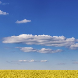 Blühendes Rapsfeld vor blauem Himmel mit Wolken.