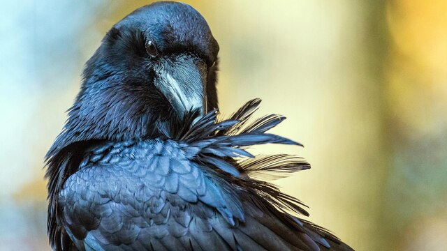 Ein großer schwarzer Vogel in Nahaufnahme kratzt sich mit dem Schnabel den Rücken