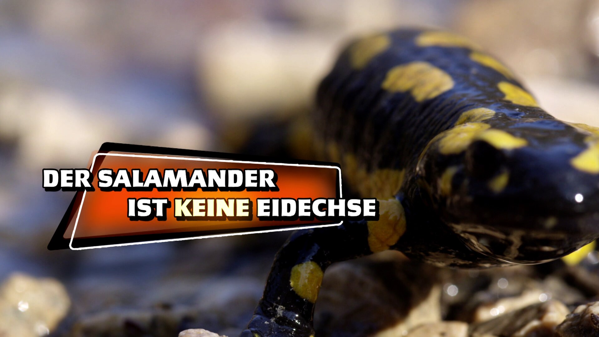 Bilder Und Fotos Zur Serie Salamander – RUBVO