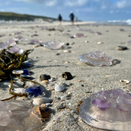 Am Strand von Westerland auf Sylt liegen zahlreiche angespülte Quallen im Sand (Foto vom 18.6.2024)