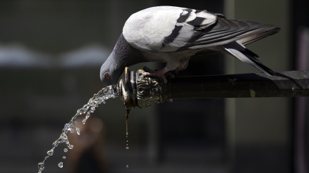 Eine Taube trinkt Wasser aus einem Brunnen; © dpa/KEYSTONE/Anthony Anex