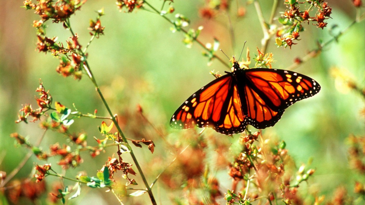 Highway der Schmetterlinge · Die Reise der Monarchfalter