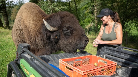 Hofgeschichten - Ackern Zwischen Alpen Und Ostsee - Folge 12: Bäume Für Die Bisons (s02/e12)