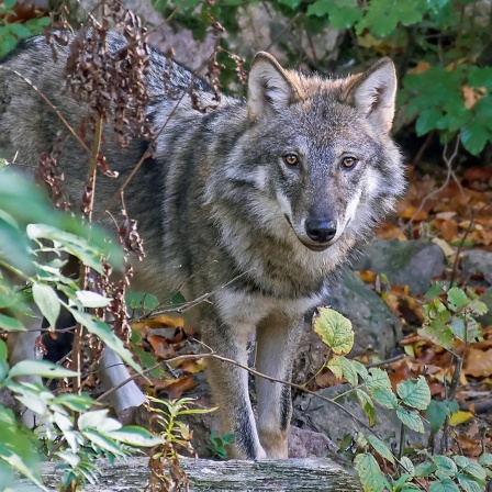 Ein europäischer Wolf steht in einem Waldstück.