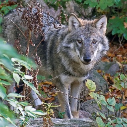 Ein europäischer Wolf steht in einem Waldstück.