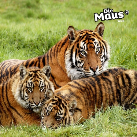 Auf dem Bild ist eine Tigerfamilie, bestehend aus einem erwachsenen Tiger und zwei jungen Tigern, im Gras liegend zu sehen, mit dem Logo "Die Maus" in der oberen rechten Ecke.