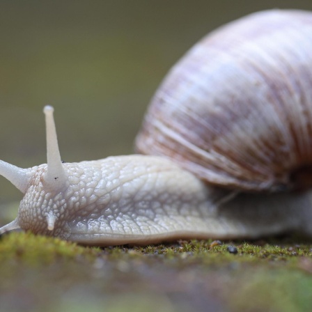 Die Tierdocs: Schnecke zerlegt Sachen