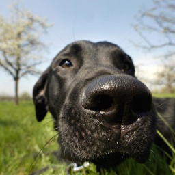 Hunde und ihr Geruchssinn - Die Supernasen im Tierreich