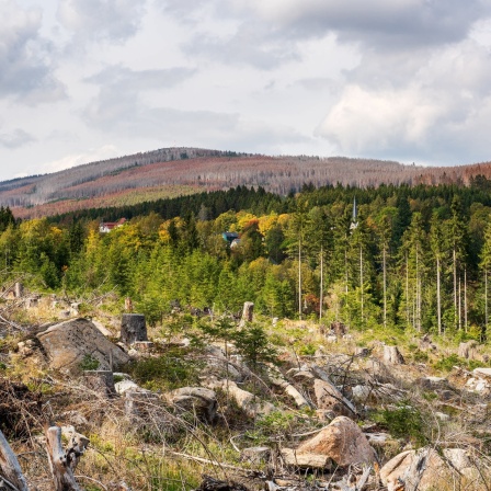 Durch Trockenheit, Windbruch und Borkenkäferbefall großflächig abgestorbene Wälder im Harz (Fichten-Monokultur)