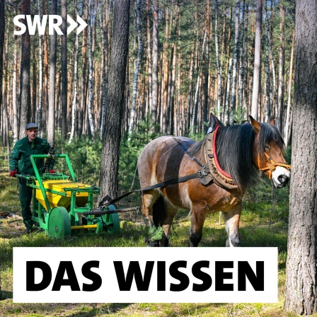 Pferd zieht Forstgerät im Wald, Text Das Wissen