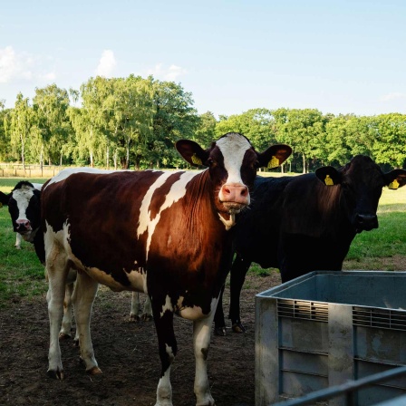 Kühe stehen an einem waremn Sommertag auf einem Feld (Bild: IMAGO / NurPhoto)
