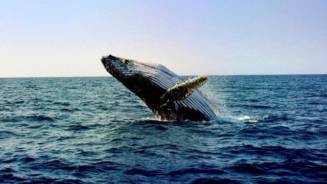 Ein großer schwarzer Wal mit weißer Unterseite ragt sich nach hinten werfend halb aus der dunkelblauen Meeresoberfläche mit kleinen unruhigen Wellen