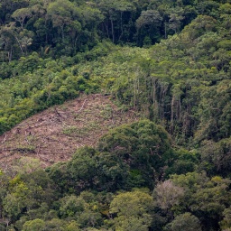 Illegale Abholzung im Amazonas-Regenwald im Bundesstaat Amazonas an der Grenze zwischen Brasilien und Kolumbien