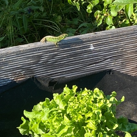 Großer Salatkopf in einem Schrebergarten.