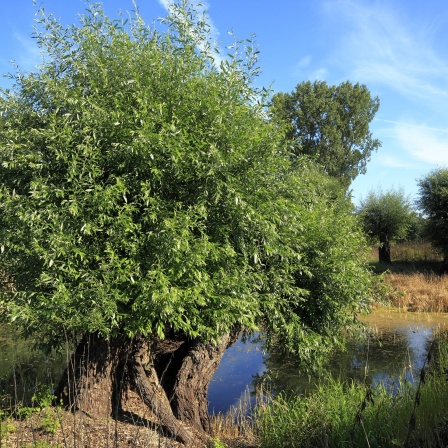 Auenlandschaft