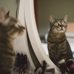 Katze sitzt vor einem Spiegel und schaut zur Seite: Manche Tiere erkennen sich vor dem Spiegel selbst. Katzen allerdings bestehen den Spiegeltest nicht.
