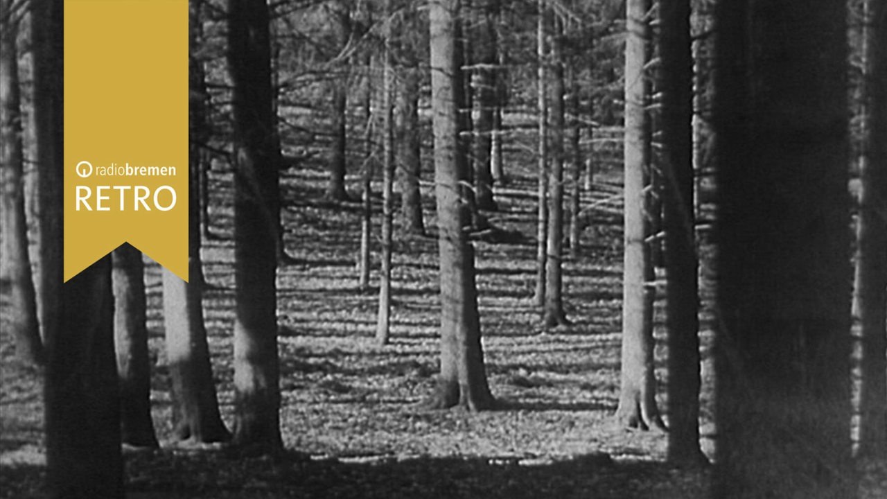 Im dunklen Forst (1965)