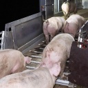 Schweine gehen auf einer Verladerampe auf einen Tiertransporter.