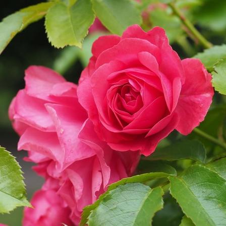 Pinkfarbene Blüten einer Super Dorothy einem Beet. 