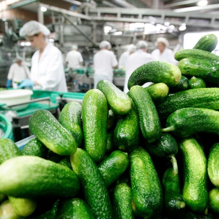 Produktion von Spreewaldgurken bei der Obst & Gemüseverarbeitung "Spreewaldkonserve" Golßen GmbH in Golßen