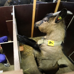 Das Beitragsbild des Dok5 Feature "Nutztiere - Renate, Beatrix und Sau 6614" zeigt eine Ziege in einer Versuchsstation des Leibniz-Institut für Nutztierbiologie (FBN)
