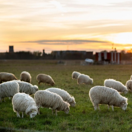 Schafe grasen im Licht der untergehenden Sonne auf dem Tempelhofer Feld.