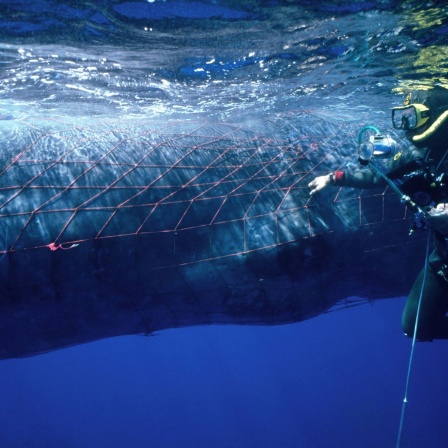 Wal in einem Fischernetz gefangen