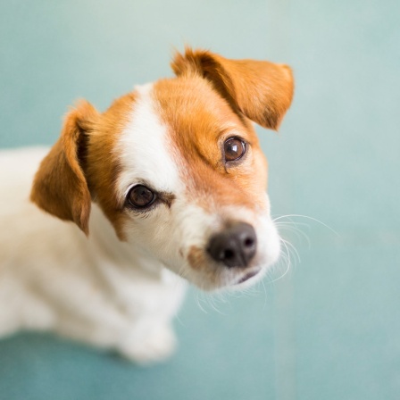 Ein kleiner weiß-brauner Hund schaut in die Kamera. 