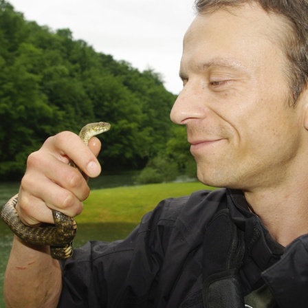 Herpetologe (Reptilienforscher) Sebastian Lotzkat hält eine kleine Schlange auf Augenhöhe.